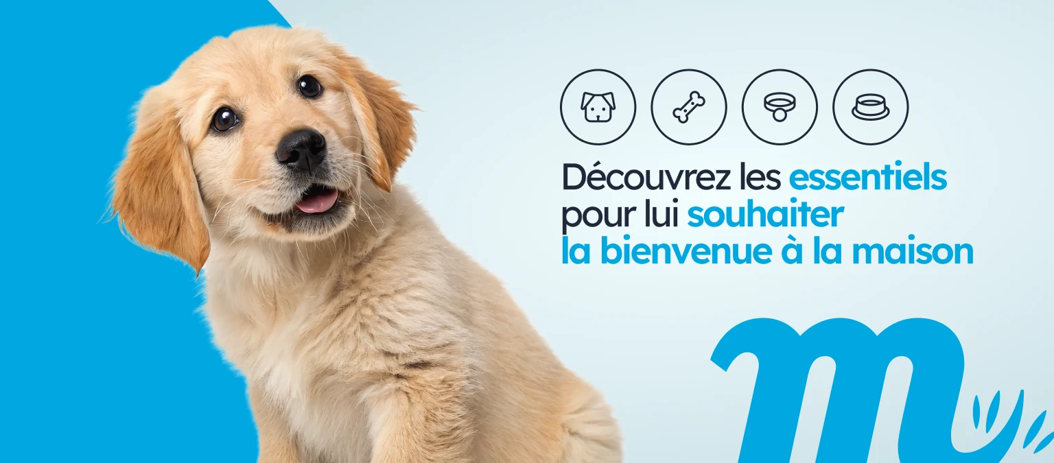 /c/enero-bienvenido-cachorro/1