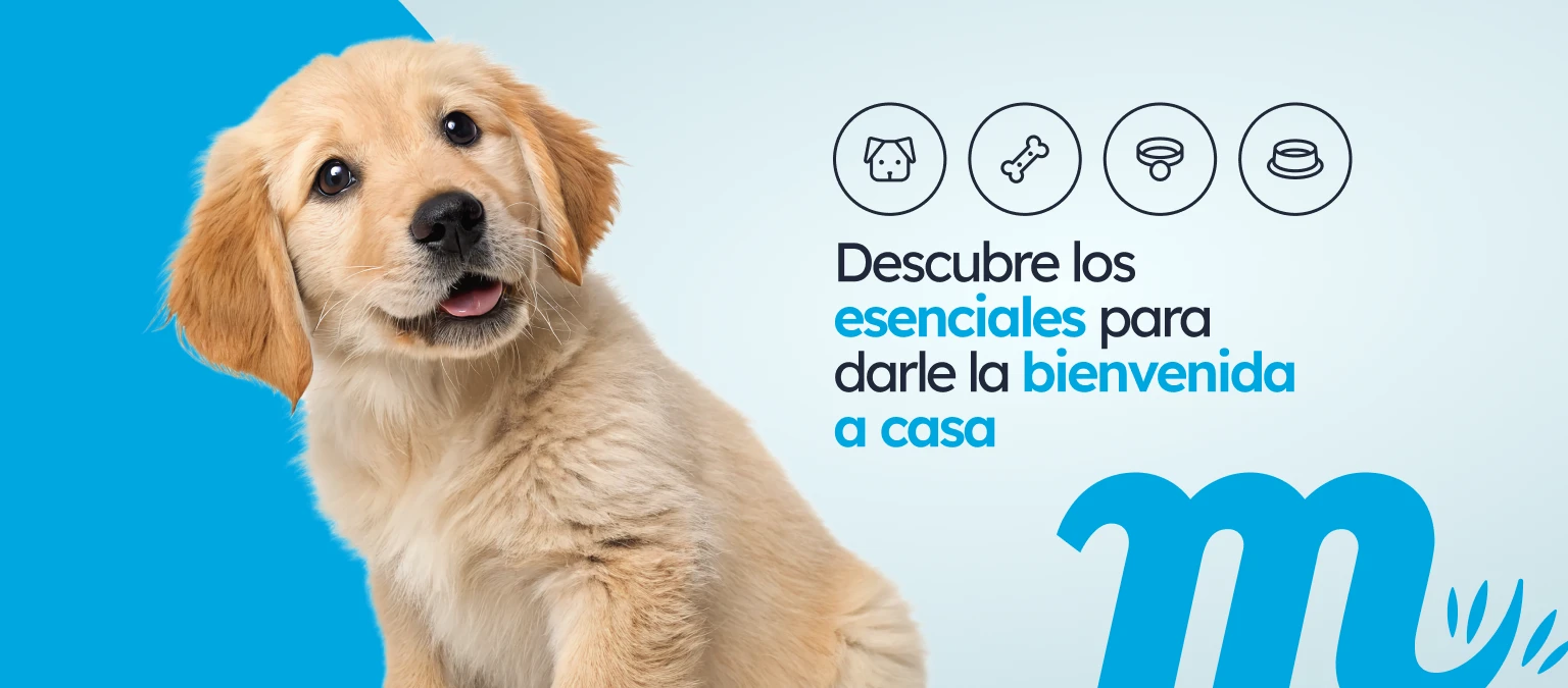 /c/enero-bienvenido-cachorro/1