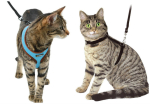 Harnesses & Leads