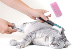Brushes & Combs