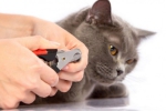 Nail Clippers