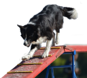 Agility