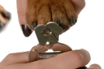 Coupe griffes