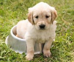 Chiots