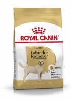 royal canin insect