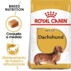 Teckel (Dachshund) 1,5 Kg