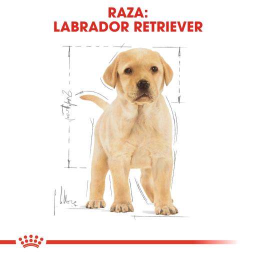 royal canin lab puppy