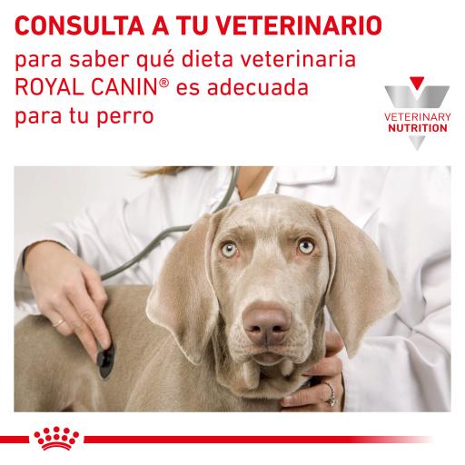 Neutered dog food royal hot sale canin