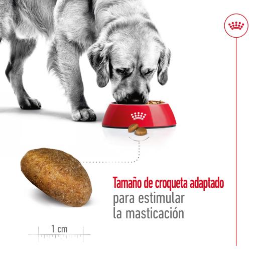 Maxi Adult  Royal Canin IN