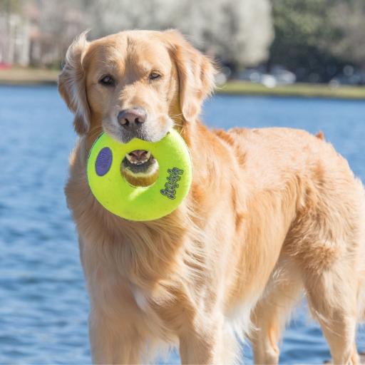 kong airdog squeaker disc