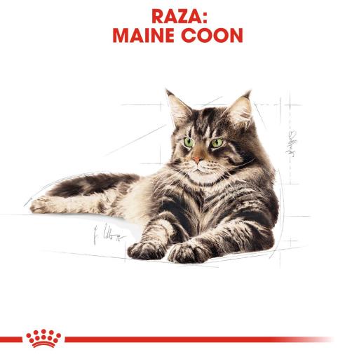 royal canin maine coon 31