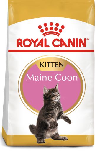 kitten maine coon royal canin