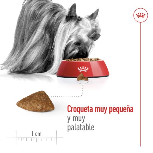 Royal Canin X-Small Ageing 12+ Ração Seca Cão Idade Avançada Raças Tamanho  Mini - Miscota Brazil