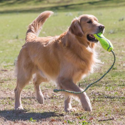 kong retriever toys