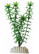 Pflanze 15 cm Ap-012 Elodea