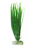 Planta 20cm Ap-016 Hairgrass