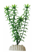Planta 25 cm Ap-012 Elodea