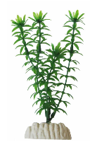 Pflanze 30 cm Ap-012 Elodea