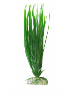 Plant 30Cm Ap-016 Hairgrass