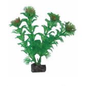 Pflanze 20Cm Ap-035 Egeria