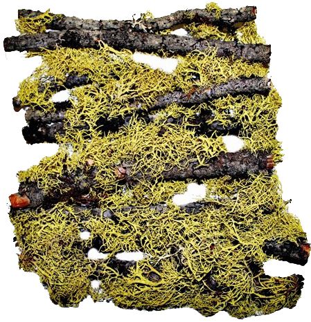 Green Tree Lichen Logs