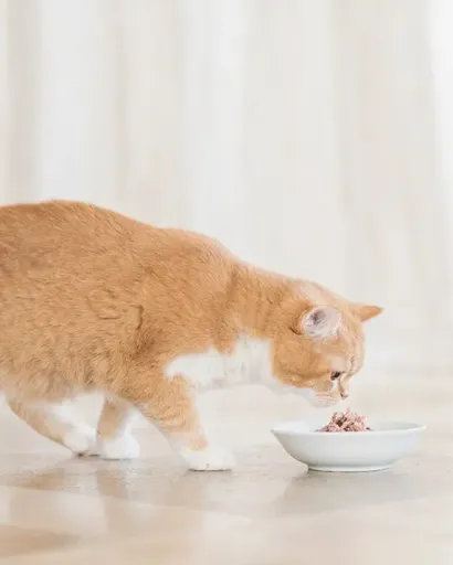 Schesir Kitten pollo con aloe latas para gatitos