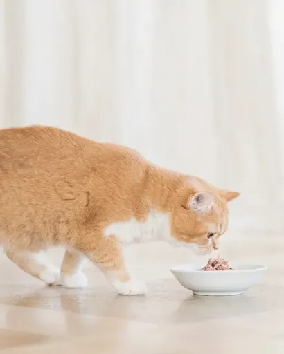 Schesir Comida Húmeda de Atún en Caldo para Gatos - Miscota España