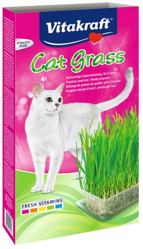Hierba para Gatos Cat Grass