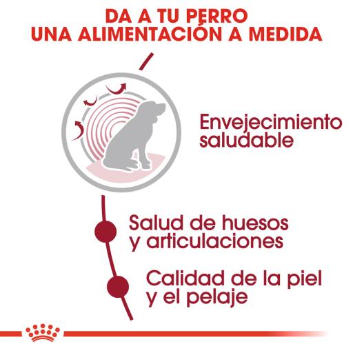 royal canin medium ageing