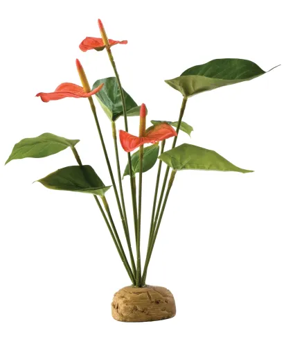 Planta Anthurium para Reptiles