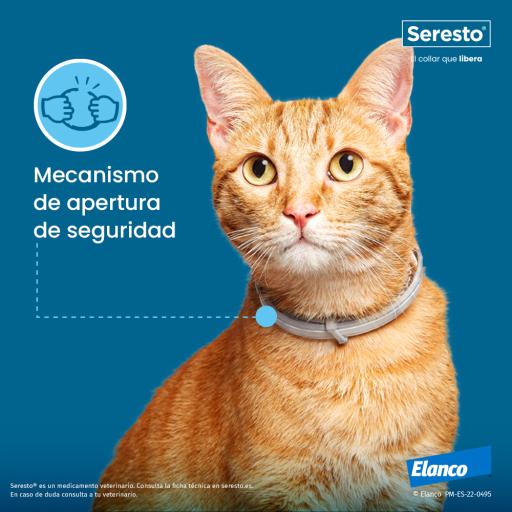 Bayer SERESTO Collare Gatto - Offerta 6 Collari : : Prodotti per  animali domestici