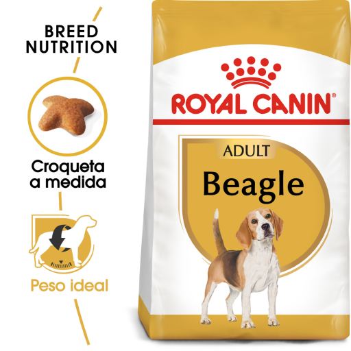 Beagle Adult