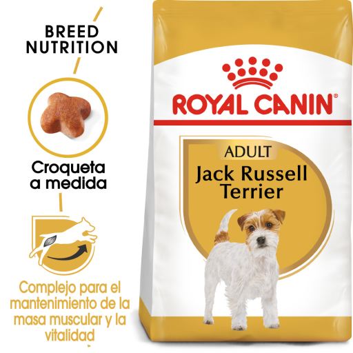 Jack Russell Adult