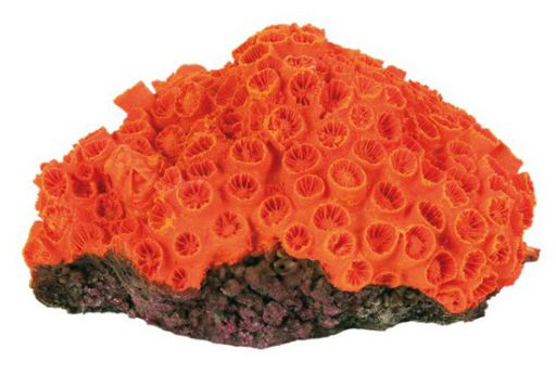 Trixie Assortiment de Corail