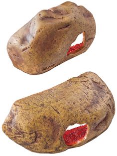 Exo Terra Dekoratives Versteck f&uuml;r Reptilien