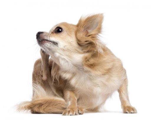 eyenimal electronic flea comb