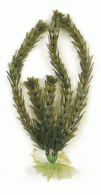 Sandimas Anacharis 25 Cms.