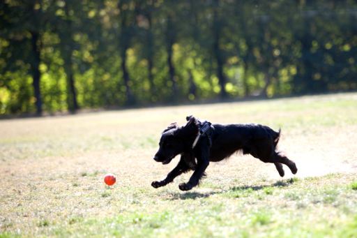 Liker clearance ball dog