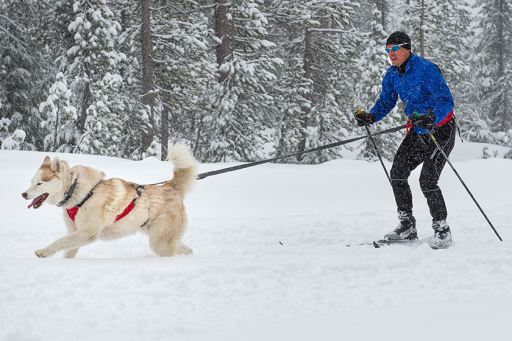 Ruffwear Omnijore Towline Miscota United Kingdom