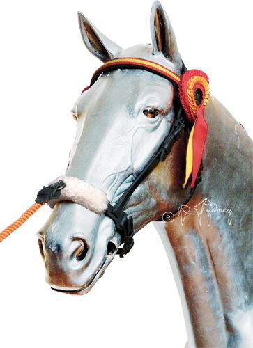 Cabezada Presentaci&oacute;n Cuero Habana Nylon para caballos