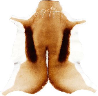 Skin Gazelle Esprinbok (6-8 Feet) Unit