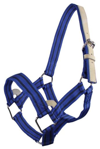Extra strong Blue Bridle Cob