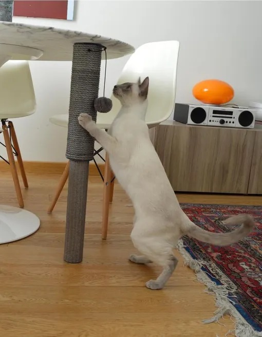 United Pets Cat Scratcher Cat Pole Miscota Philippines