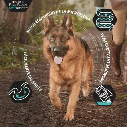 Pro online plan athletic