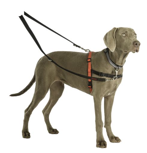 halti training collar