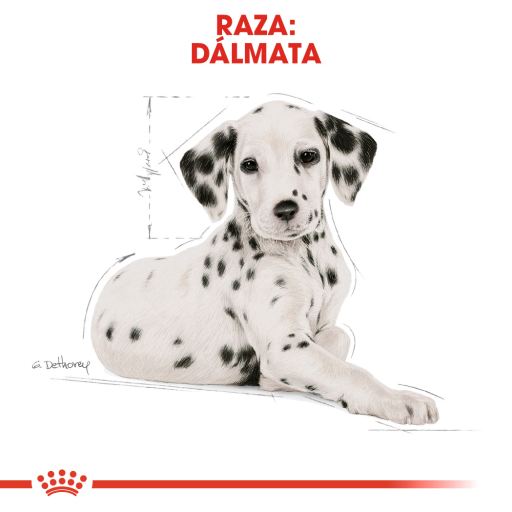 royal canin puppy dalmatian