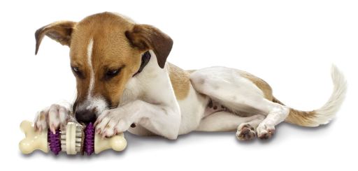 Petsafe Busy Buddy Bristle Bone