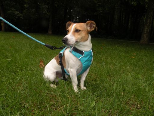 Num'axes Sport Coneckt Harness -Blue