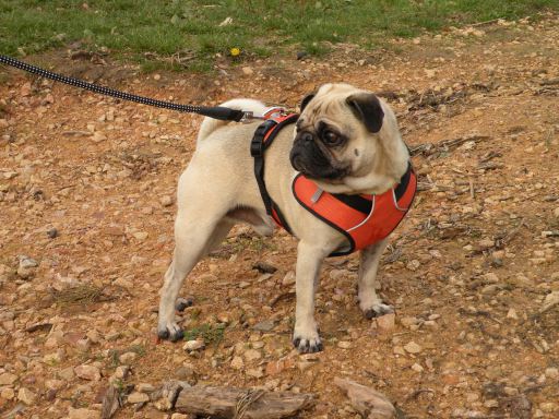 Num'axes Harnais Sport Coneckt -Orange