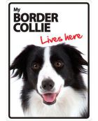 seresto border collie